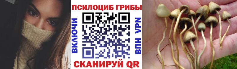 Галлюциногенные грибы Cubensis  купить  цена  Юрьев-Польский 